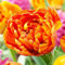 COOTO Garden Tulpen Zwiebeln Blumenzwiebeln Tulpenzwiebeln | Frühlings Späte doppeltulpe Sunlover | 5 Stück im Set