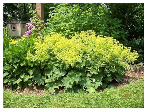 3 x Alchemilla mollis (Winterhart/Stauden/Staude/Mehrjährig/Bodendecker) Weicher Großer Frauenmantel - Feine Tropfenfänger für schattige Beete - Sehr Bienenfreundlich - von Stauden Gänge
