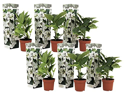 Plant in a Box - Hydrangea macrophylla teller 'Benxi' - Set de 6 - Hortensia - Plante jardin exterieur robuste fleurs blanc - Pot 9cm - Hauteur 25-40cm