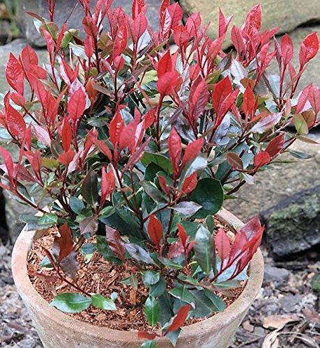 Glanzmispel Little Red Robin 80-100cm - Photinia fraseri
