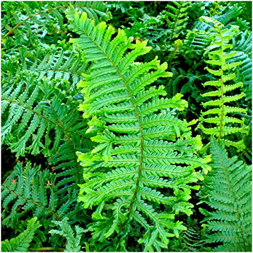 GrowOn Shrubs Dryopteris Crested Shield Fern 'Cristata The King' | Evergreen Plant | Outdoor Garden Ready Plant
