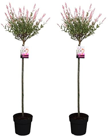 Plant in a Box - Salix integra Flamingo - Set de 2 - Maceta 19cm - Altura 90-110cm