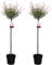 Plant in a Box - Salix integra Flamingo - Set de 2 - Maceta 19cm - Altura 90-110cm