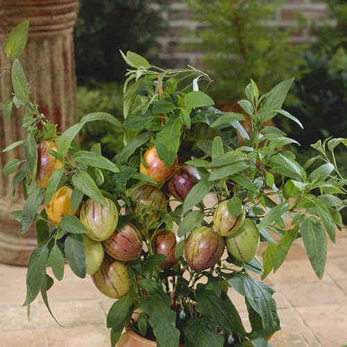100 Pcs Birnenmelone Samen Bio - Solanum Muricatum - Melonenbirne, Frisches Obst, Deko Wohnzimmer Pepino Melon Saatgut Birnenmelone, Baum Deko Obst, Nachhaltige Geschenke Obstbäume,