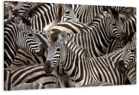 Visario 120 x 80 cm Bild auf Leinwand Afrika Zebra 5104-SCT deutsche Marke und Lager - Die Bilder/das Wandbild/der Kunstdruck ist fertig gerahmt