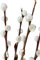 Airboom Bund echte frische Weidenkätzchenzweige natürliche Palmkätzchen 70cm Salix Hochzeitsdeko Osterdeko Frühlingsstrauß (30 Zweige)