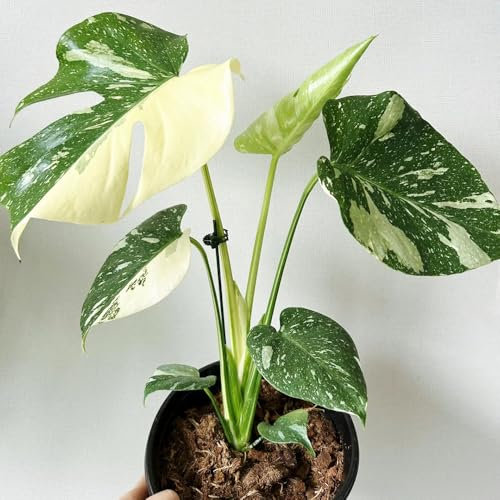 Monstera variegata semillas- Monstera samen- Zimmerpflanzen katzenfreundliche zimmerpflanzen,gartenpflanzen samen,schattenpflanzen winterhart deko wohnzimmer modern,dekorative 100pcs