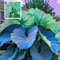 CUIKWA Bulbi Elefante Tropical Elephant - Balcony Green Plants Crea Good Cose-I-15 bulbi