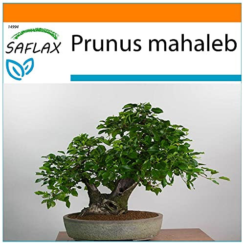 SAFLAX - Garden in the Bag - Ciliegio canino/Magaleppo - 30 semi - Prunus mahaleb