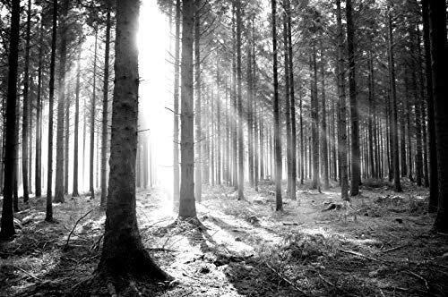 WALD Fototapete VLIES-350x260 cm (1507A)-Natur Landschaft Herbst Bäume Birken Schwarz Weiß Wandtapete-Inkl. Kleister-Vliestapete Bild Dekoration Wand-Dekor Moderne Motiv-Tapete Panorama Poster XXL