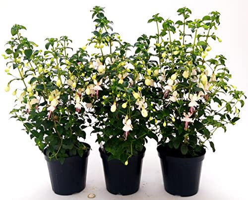 POWERS TO FLOWERS - FUCSIA A FIORE BIANCO, 3 PIANTE, VASO 14CM DIAMETRO, piante vere