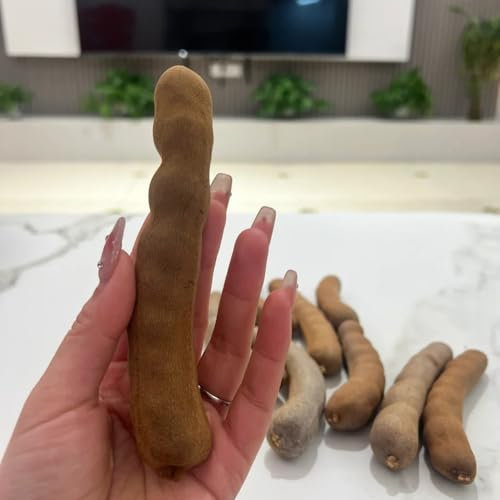 5 pcs Tamarinde Obst Samen bonsai baum dankeschön geschenke klein dachbegrünung Tamarindus indica exotische früchte grünpflanzen pflanzensamen,winterharte pflanzen für garten obstsamen