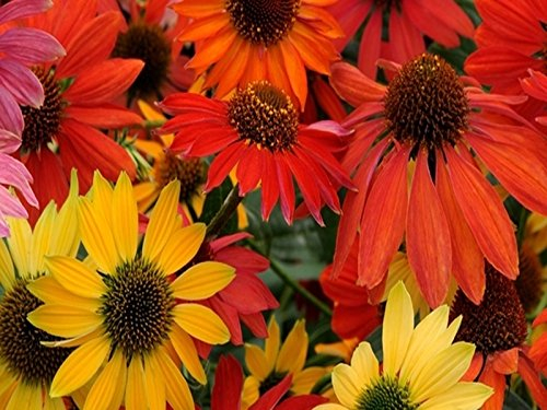 3 x Echinacea purpurea ‚Cheyenne Spirit' (Stauden/Staude/Mehrjährig/Winterhart) Bunter Purpursonnenhut Scheinsonnenhut - sehr Insekten- und Bienenfreundlich - Tolles Farbenspiel - von Stauden Gänge