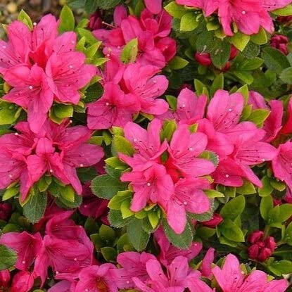 2ltr Dwarf Azalea Geisha Pink (1 Pack)