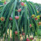 200 pcs Drachenfrucht Pflanze Samen, Obstbäume, Zimmerpflanzen (Hylocereus undatus) Bonsai Samen, Exotische Pflanzen Samen Pflanzen Balkon, Hochbeet Samen Exotische Pflanzen, Pflanzen