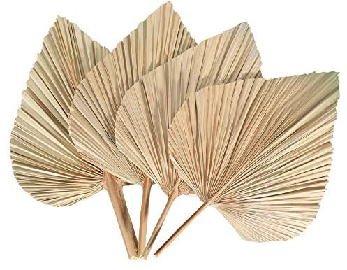 Asyduey 4 PièCes Feuilles de Palmier SéChéEs éVentails de Palmiers SéChéS BohèMe Lances de Palmier SéChéEs Plantes Artificielles Feuilles de Palmier Feuilles de Palmier Tropicales