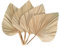 Asyduey 4 PièCes Feuilles de Palmier SéChéEs éVentails de Palmiers SéChéS BohèMe Lances de Palmier SéChéEs Plantes Artificielles Feuilles de Palmier Feuilles de Palmier Tropicales