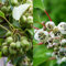 Kiwiri's Kiwibeeren Duo - 2 Kiwipflanzen (Actinidia arguta) - Mini Kiwi - Sortengarantie direkt vom Züchter