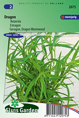 Semillas de ajenjo de estragón, dragón