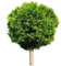 Zypressen Pflanzen Winterhart Zypresse Samen, Cupressaceae Säulenzypresse, Pflanzendeko Dekopflanze Kübelpflanzen Gardening Nachhaltigkeit Geschenke Bonsai Bäumchen Kaufen Bonsai Topf 20 Stück