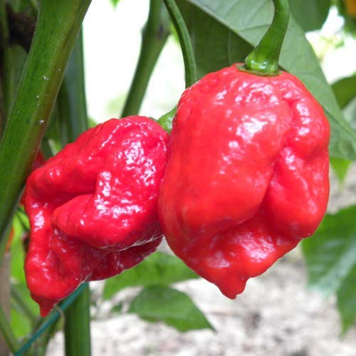 Rote Trinidad Moruga Scorpion T 25 x Samen zweitschärftste Chili der Welt über 2 Millionen Scoville…