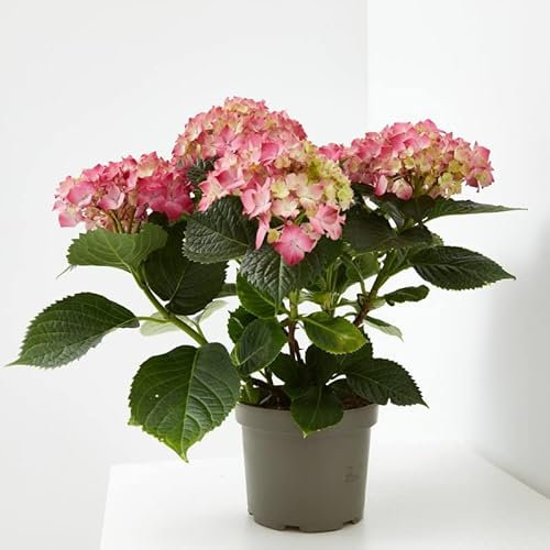 Verdecora Hortensia | Planta natural de interior o exterior con flor | Popular de primavera | Gran valor decorativo | Colores variados (Maceta 3L)