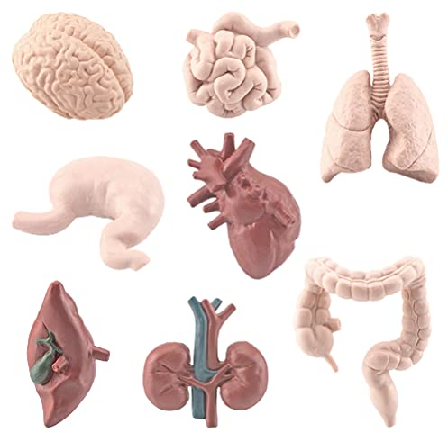 Mrisata Menschliches Modell Simulion 6 * 4 cm, 8 Stücke Simulation Menschlicher Körper Organe Modelle Lernspielzeug Vorschule Wissenschaft Heimschule Lehrmittel Kinder