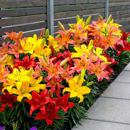 Lilien Zwiebeln Winterhart Mehrjährig - Bordüre Orange Lilie Kollektion | 10 Zwiebeln, Winterharte Lilienzwiebeln Mischung aus Holland, andere Farbe (große Zwiebeln, keine Samen)