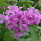 Tabebuia Avellanedae - Rosa Trompete - Handroanthus Impetiginosus Blume 30 Baumsamen