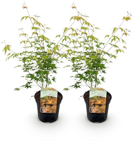 GreenboutiQ - Balkonpflanze - Japanischer Ahorn - Acer palmatum Katsura - Orange - 2 Pflanzen - Laubabwerfend - Topf 19cm Höhe 70cm