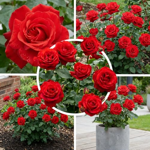 FLORIUM Rote Rose – 1 Pflanze, Winterhart, Mehrjährig, Duftend, aus Holland | 1 wurzelnackte Rosenpflanze, Rote, winterhart, mehrjährig, duftend, aus Holland, für Garten und Topf