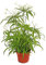 KräUterpflanzen Wasserpflanzen-Cyperus Papyrus Samen Echter Papyrus Winterharte Pflanzen SäMereien Stauden Winterhart MehrjäHrig Geschenke Garten 120 Saatgut(GrüN)
