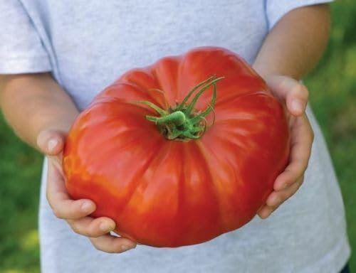 50 Semillas De Gigante Tomate Big Beef híbridas Semillas de Tomate Himno OGM Semillas hortícolas - semillas frescas