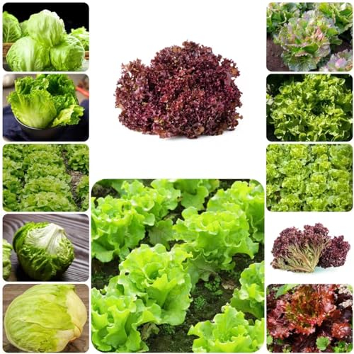 400 piezas Semillas de ensalada resistentes al invierno - Maceta de bonsái Semillas de verduras de invierno Semillas de lechuga, Lactuca sativa, maceta, lecho de hierbas, semillas de