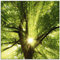 ARTland Wanddeko Glasbilder Wandbild Glas Bild einteilig Quadratisch Wald Natur Botanik Bäume Laubbaum Sonne Baum Sommer T5GQ