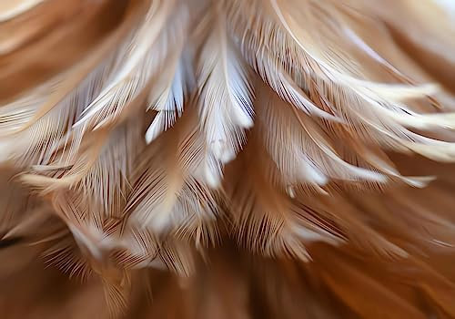 Papier Peint Intissé Tapisserie Murales Panoramique 3D Plume Brune Simple Cuisine Chambre Salon Trompe L'Oeil Moderne