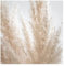 Fototapete - Zartes Pampasgras Close Up, Material: Vlies Premium, Größe HxB: 288x288 cm