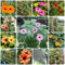 15 pcs schwarzäugige susanne kletterpflanze samen wildblumensamen mehrjährig winterhart, winterfeste pflanzen für balkon, kletterpflanzen winterhart winterharte kübelpflanzen pflanzen