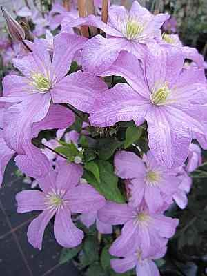 Clematis Comtesse de Bouchaud (60-100 cm) Waldrebe/Klematis