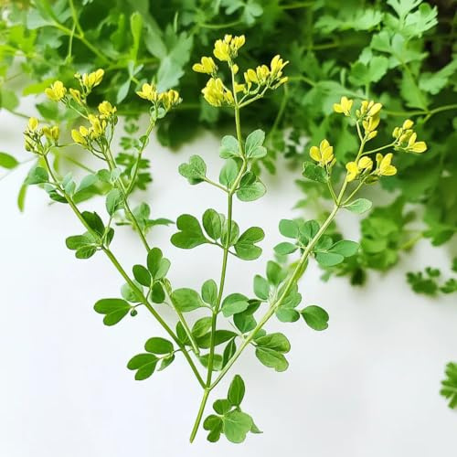 100 Samen de rue officinale (Ruta graveolens). SemiSauvage Permaculture