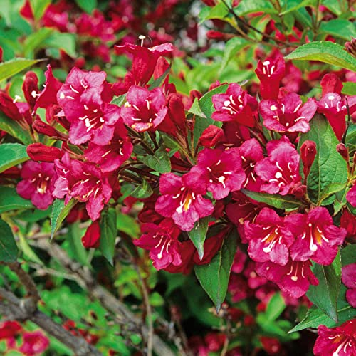 Weigelie 'Bristol Ruby' Weigela viele rubinrote Blüten von Mai-Juli 80-100cm im 3 Liter Topf