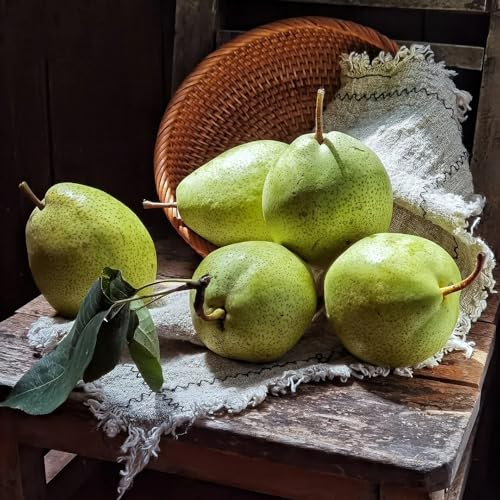 10 pcs birnenbaum kaufen samen, gartenpflanzen, samen balkon birnbaum - Pyrus Communis - exotische früchte, winterharte stauden garten pflanzen, hochbeet samen obstbaum, seed obst