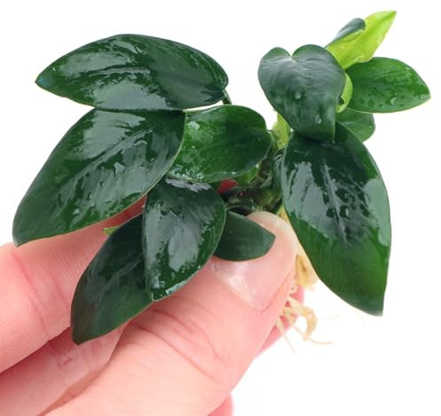 K2AQUA Anubias Bonsai Live Aquarium Plant Low Maintenance Freshwater Aquatic Plants for Fish Tanks Shrimp Tanks and Aquascaping