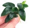 K2AQUA Anubias Bonsai Live Aquarium Plant Low Maintenance Freshwater Aquatic Plants for Fish Tanks Shrimp Tanks and Aquascaping