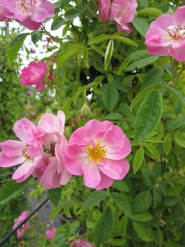 Kletterrose Blush Rambler ® - Rosa Blush Rambler ® - hellrosa - Duft+ - Ramblerrose