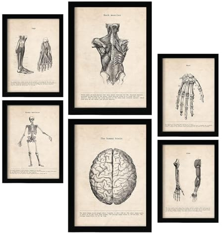 Nacnic Gliedmaßen und Gehirn Postern. Medizinische Illustrationen im Vintage Stil von Anatomie, Körperteilen, Knochen und Muskeln. Innenarchitektur und Dekoration. A4 & A3 Schwarze Rahmen.