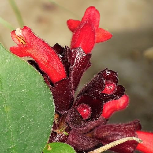 200 piezas semillas de plantas de interior de flores púbicas, Aeschynanthus, semillas de prado de flores, cama de balcón semillas de flores cortadas, plantas en macetas extremadamente