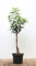 Prunus lusitanica 'Angustifolia' 40 cm Stammhöhe - Portugiesischer Kirschlorbeer, immergrün, ideal als Hecke, pflegeleicht und winterhart