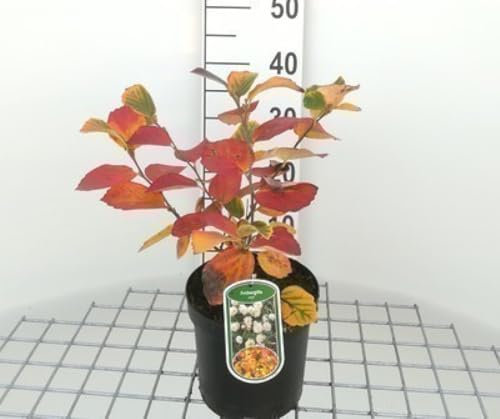 Fothergilla major (monticola) - Fothergille Géant 25-30 cm en pot