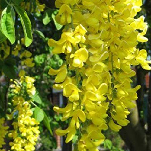 Laburnum Anagyroides- Cytise commun;Faux ébénier 50-60 cm en conteneur